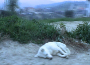 bild video